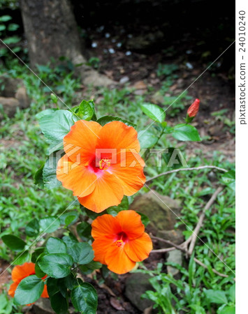 colourful flower looks like Chinese rose, Hibiscus 24010240