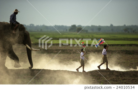 Family mahout and son with the elephant 24010534