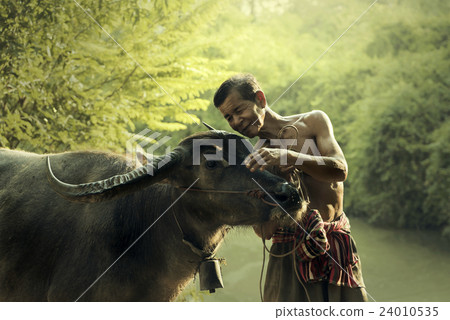 Old man relaxing with buffalo Old man relaxing with buffalo 24010535