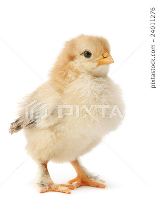 beautiful chicken 24011276