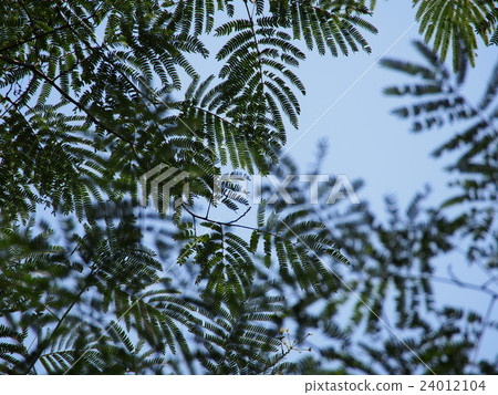 我抬起頭來的天空和漂亮的樹葉圖案 24012104