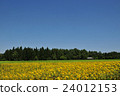 Sunflower field 24012153