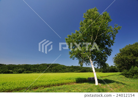 Field with white birch 24012154