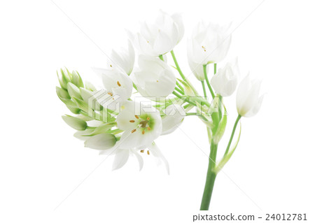 ornithogalam之花 ornithogalam之花 24012781