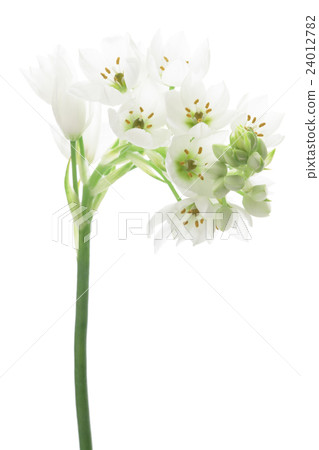 ornithogalam之花 ornithogalam之花 24012782