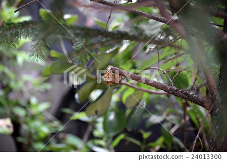 半新手gulla 24013300