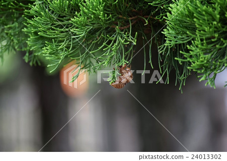 半新手gulla 24013302