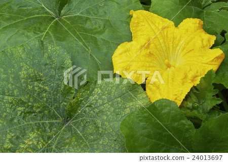 Flower pumpkin Flower pumpkin 24013697