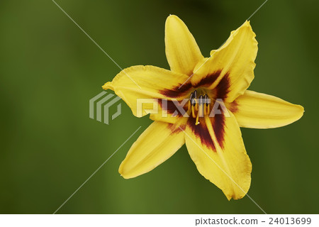 One yellow lily flower One yellow lily flower 24013699