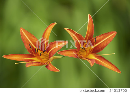 Two orange lily flower Two orange lily flower 24013700