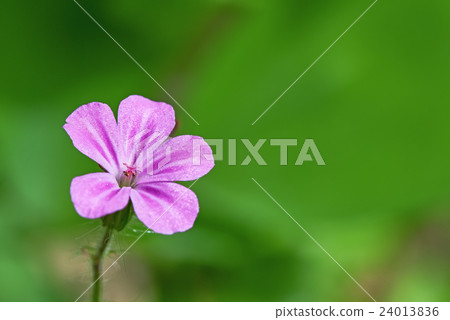 Geranium robertianum 24013836