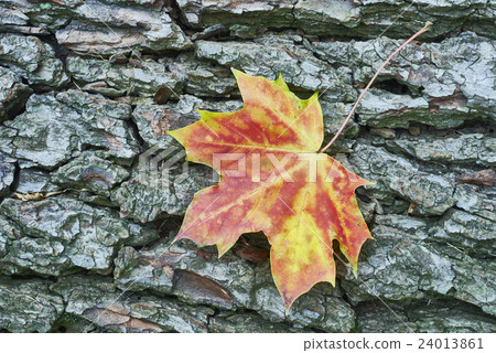 Maple leaf Maple leaf 24013861