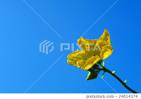 Loofah flowers and blue sky 24014374