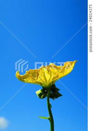 Loofah flowers and blue sky 24014375