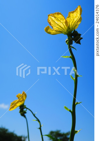 Loofah flowers and blue sky 24014376