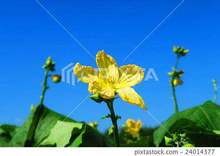 Loofah flowers and blue sky 24014377