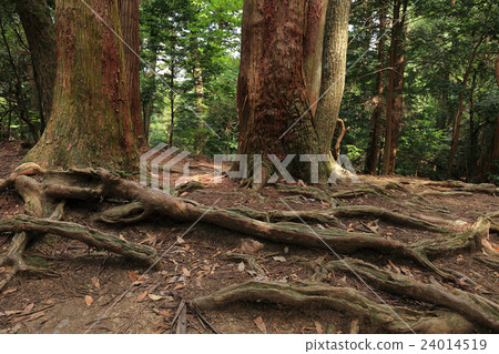 Kurama Mountain · Kinenji Road 24014519