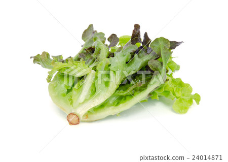 Salad vegetable leaf isolated on white background Salad vegetable leaf isolated on white background 24014871