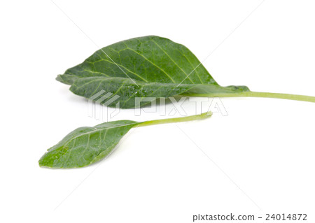 Chinese Kale or Chinese Broccoli vegetable 24014872