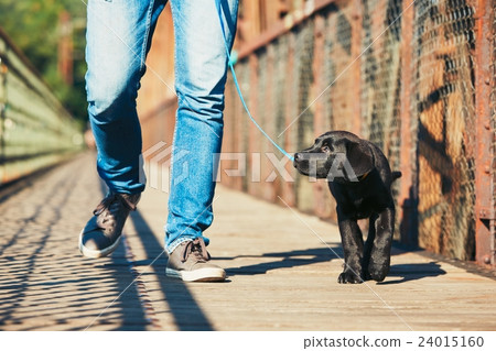 Morning walk with dog Morning walk with dog 24015160