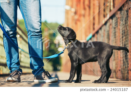 Morning walk with dog Morning walk with dog 24015187