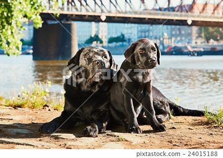 Two dog on the walk 24015188