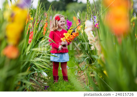 Child picking fresh gladiolus flowers Child picking fresh gladiolus flowers 24015726