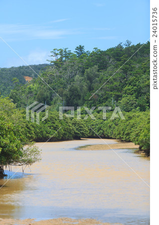 Hirugi forest in Keisatsu Bay 24015736