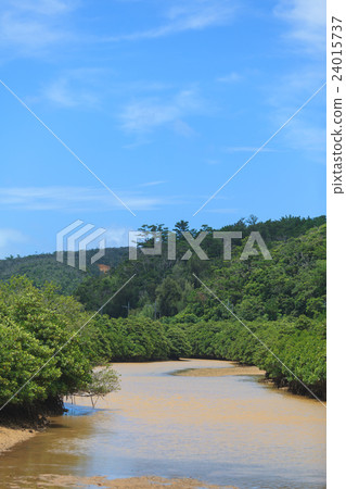 Hirugi forest in Keisatsu Bay Hirugi forest in Keisatsu Bay 24015737