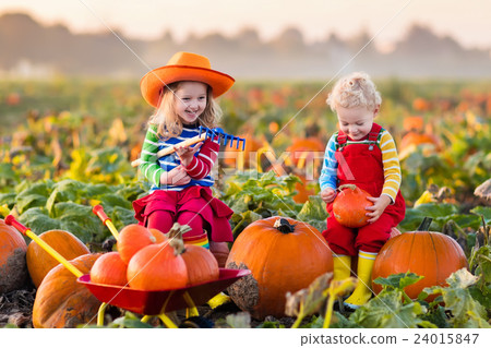 Kids picking pumpkins on Halloween pumpkin patch 24015847