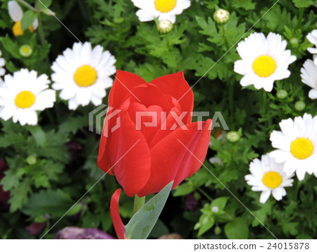Tulip Tulip 24015878