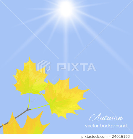 autumn leaves  against the sky 24016193