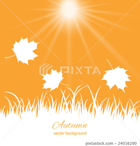 autumn leaves  against the sky 24016200