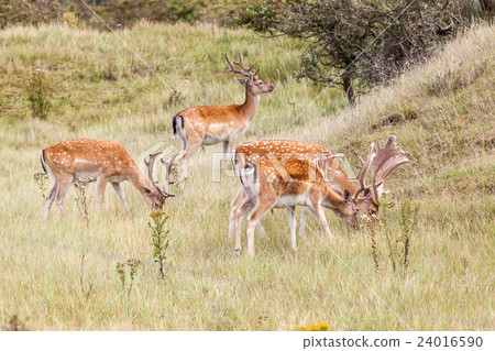 Fallow deer in nature 24016590