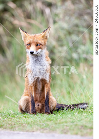 an red fox an red fox 24016616