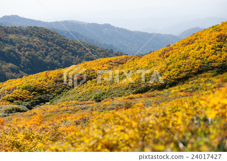 高山的秋葉圖像 24017427