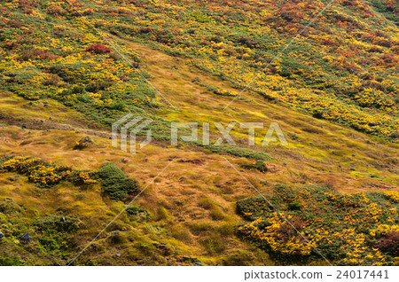高山的秋葉圖像 高山的秋葉圖像 24017441