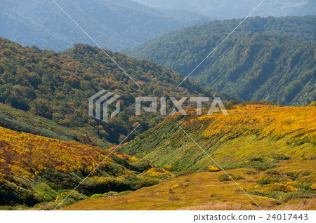 Takayama's autumn leaves image 24017443