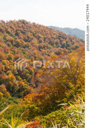 高山的秋葉圖像 高山的秋葉圖像 24017444