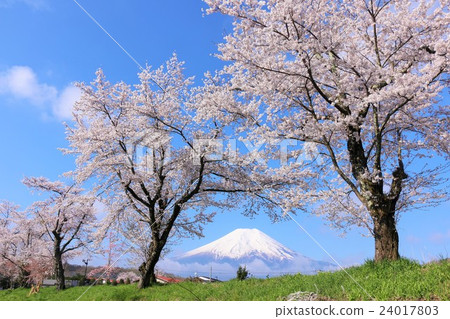 Spring Fuji and cherry blossoms scenery 24017803