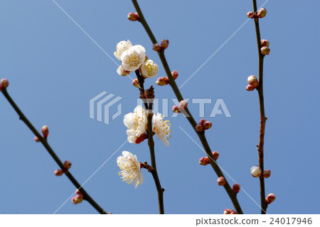 Plum blossom Plum blossom 24017946