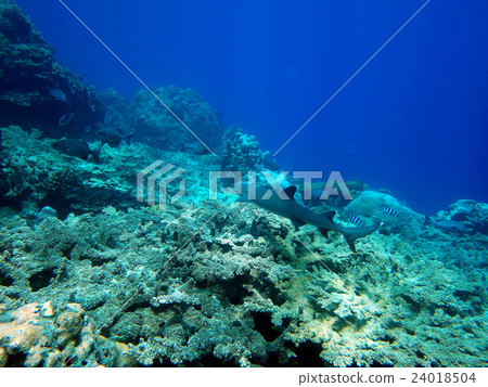 White chip Reef Shark (Nemuribuka) 24018504