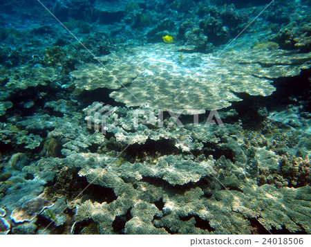 Coral 24018506