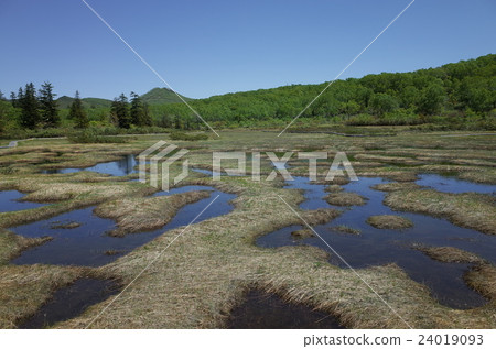 Marshland - Niseko Takahara moorland 24019093