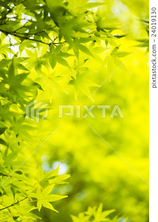 新鮮的綠色，藍色楓樹 24019130