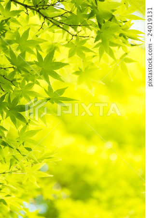 新鮮的綠色,藍色楓樹 新鮮的綠色,藍色楓樹 24019131