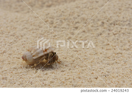 Hermit Crab Guam Beach Sandy Beach 24019243