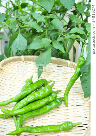 Cultivation of Fushimi pepper 24019274