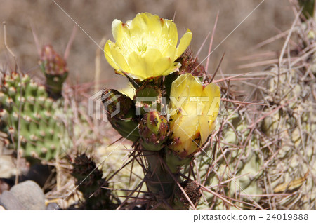 Argentina_Salta_ Uumawaka Valley等 Argentina_Salta_ Uumawaka Valley等 24019888