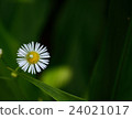 在黑暗的背景和白花的蜘蛛 24021017